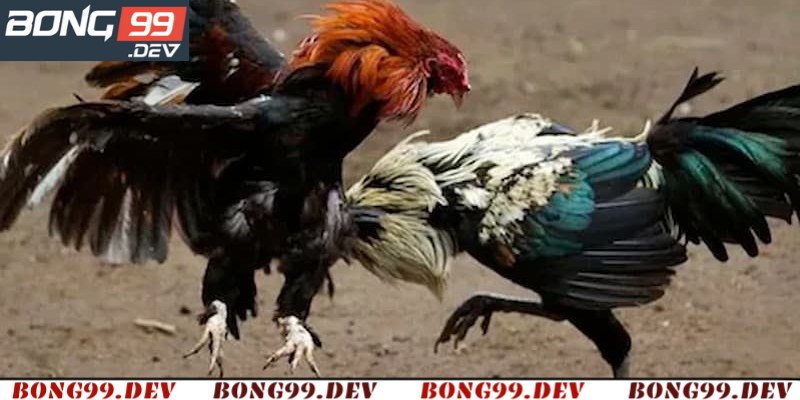 Đá gà thomo hôm nay có gì đặc biệt? 